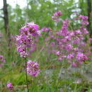 لیخنس چسبناک